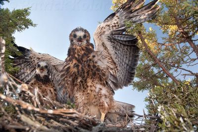 Swainson's Hawk Nestlings