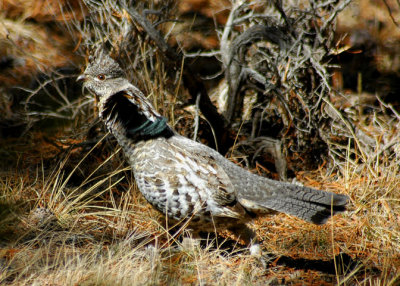 Ruffed Grouse