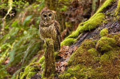Spotted Owl on Log
