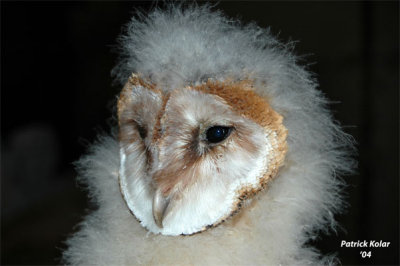 Barn Owl Nestling