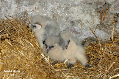 Barn Owl Nestlings