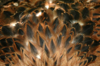 Red Kite Back Feathers