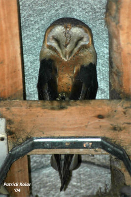 Adult Barn Owl