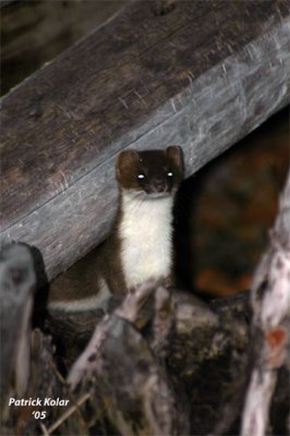 Ermine