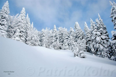 Snow Covered Trees-MT