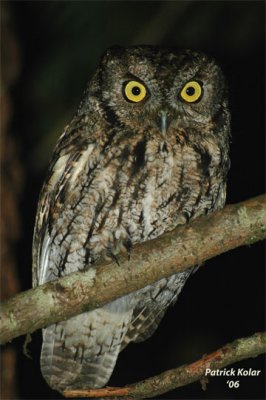 Western Screech Owl-2