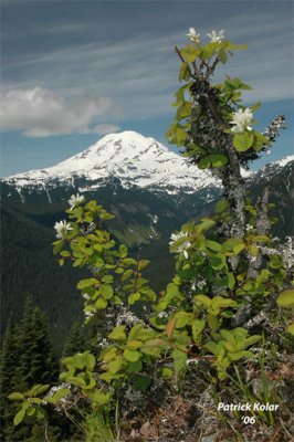 Serviceberry & Mt. Rainier-WA