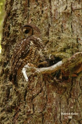 Camouflaged 2-Spotted Owl