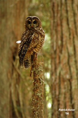 Northern Spotted Owl-3