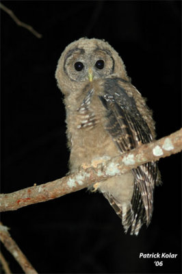 Spotted Owl Juvenile-1