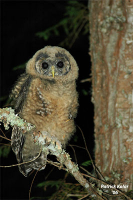 Spotted Owl Juvenile-2