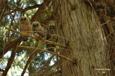 Spotted Owl Family-1