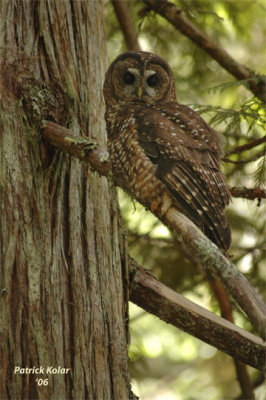 Spotted Owl in Western Red Cedar