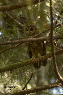 Spotted Owl-Leg Bands