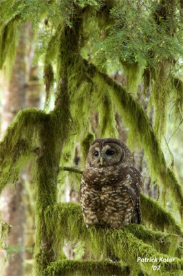 Roosting-Spotted Owl