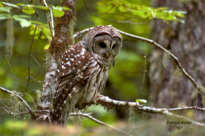Hunting-Barred Owl