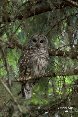 Curious-Barred Owl