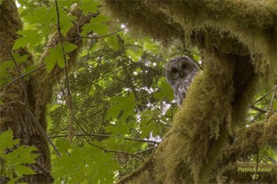 Peek A Boo-Barred Owl