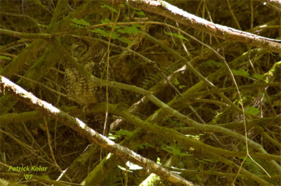 Hidden-Spotted Owl