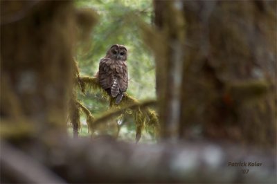 Through the Trees-Spotted Owl