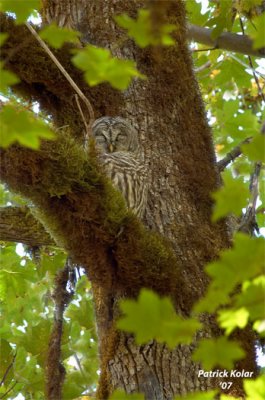 Refuge-Barred Owl
