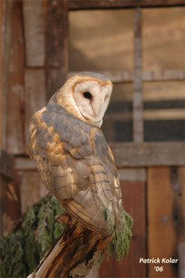 Barn Owl-WA Zoo