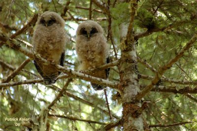 Spotted Owl Fledglings