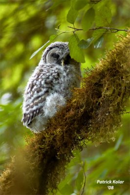 Sleeping-Barred Owl Fledgling
