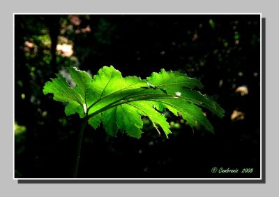 Gunneras leaf