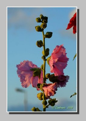 Hollyhock