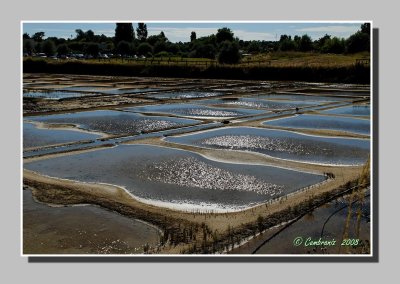 Saltmarsh