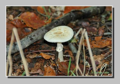 Mushroom
