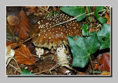 Mushroom