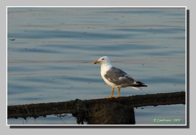 Seagull