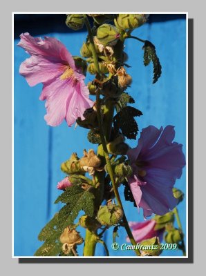 Hollyhock