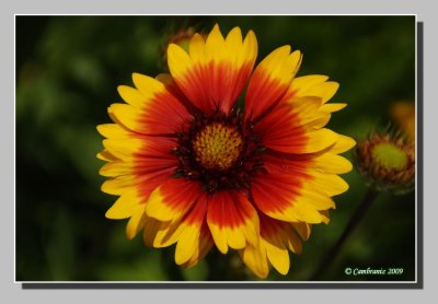 Gaillarde