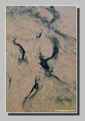 Algues dans le sable