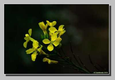 Petite fleur sauvage