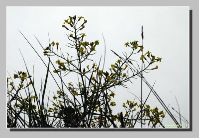 Fleurs sauvages