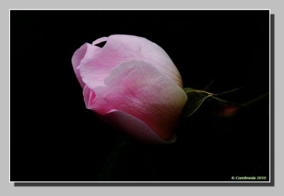 Rose sauvage