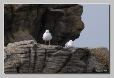 Quiberon   Seagulls