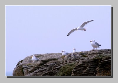Quiberon  Seagulls