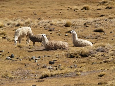Llamas as frequent companions