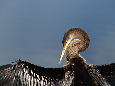 Anhinga