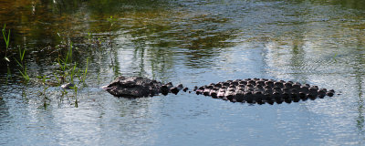 Alligator on Anhinga Trail