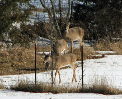 More deer 2-6-9 001.jpg