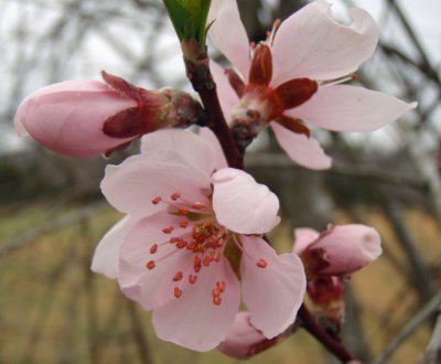 Cherry Blossom2.jpg