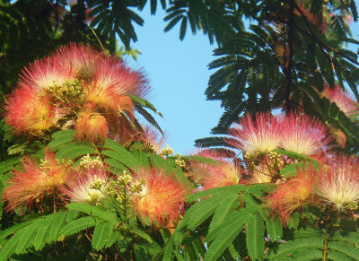 Early Morning Light on the Mimosa june09 2.jpg