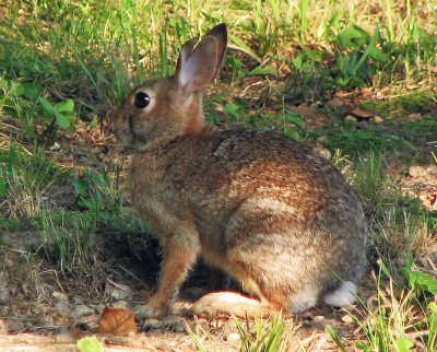 Rabbit with split ear.jpg