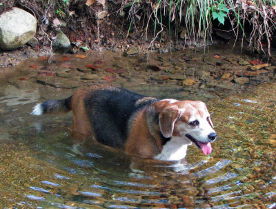 Susie Swimming 004.jpg